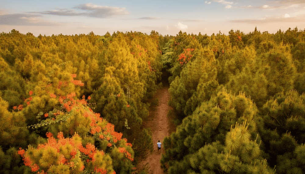 Thời điểm l&yacute; tưởng để chi&ecirc;m ngưỡng trọn vẹn vẻ đẹp của đồi Vọng Cảnh l&agrave; từ khoảng th&aacute;ng 03 đến th&aacute;ng 08